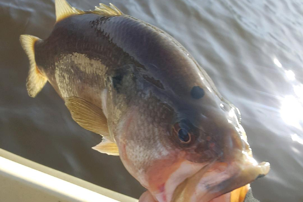 spotted largemouth bass