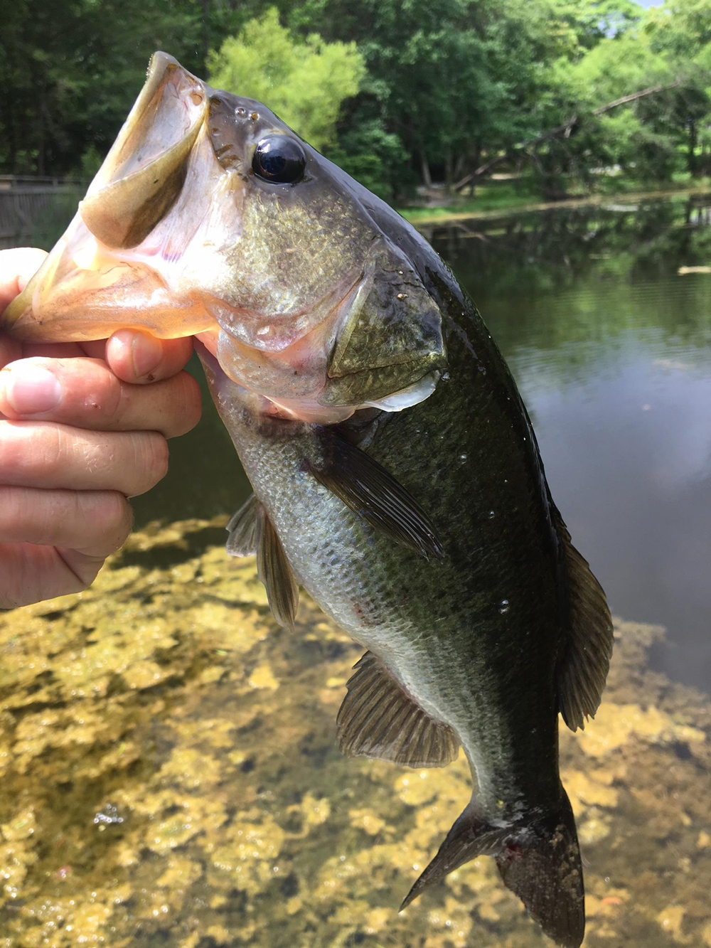 pond bass