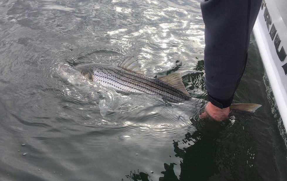 striped bass release