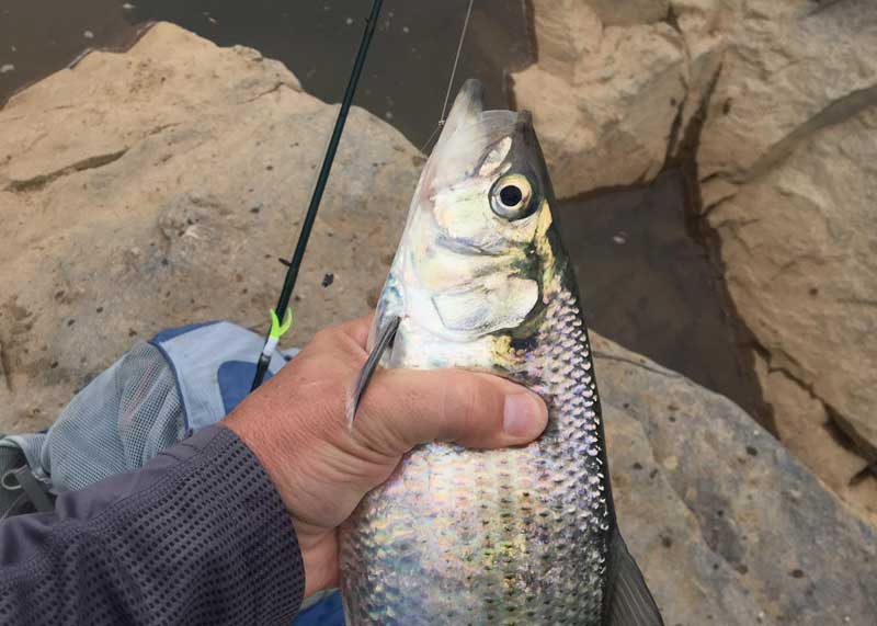 shad fishing on potomac river