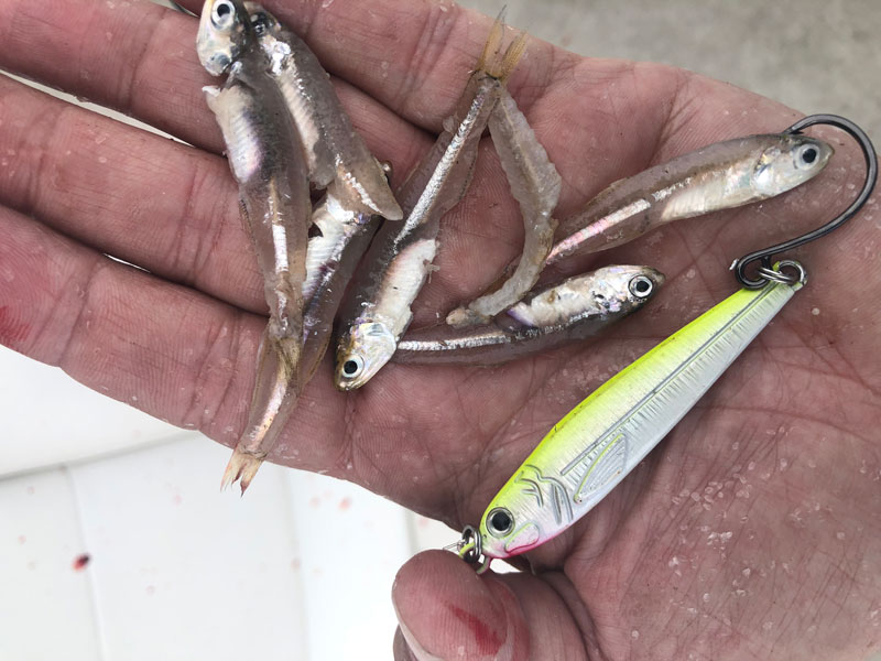 spoon for mackerel fishing