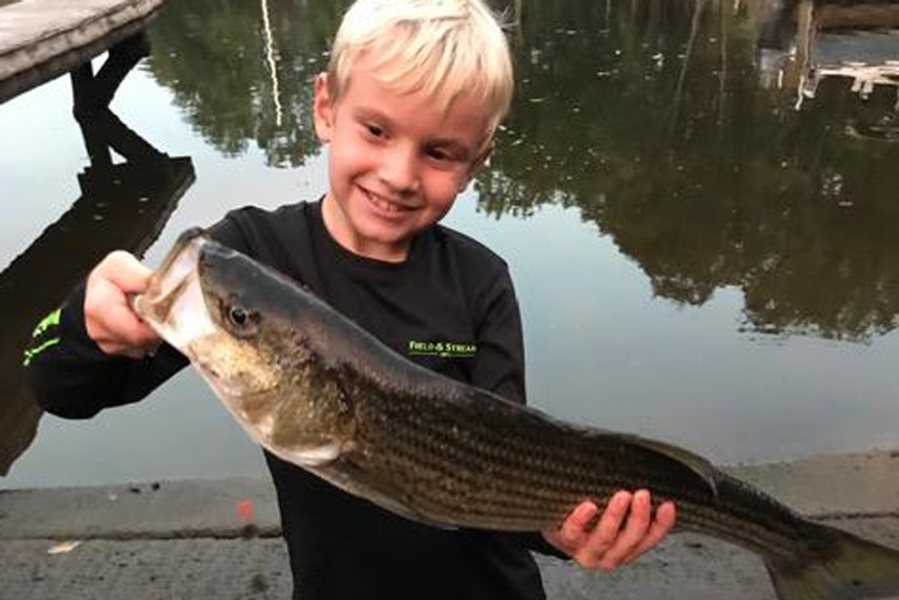 striped bass caught in the magothy river