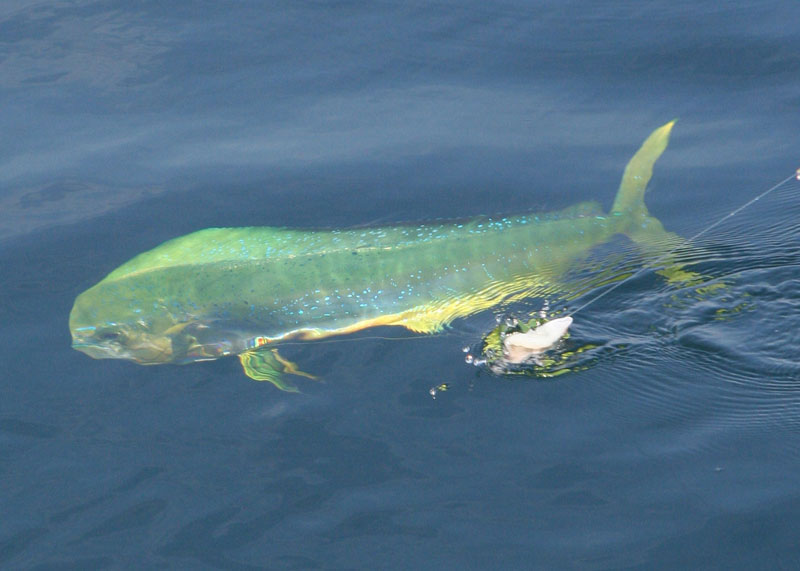 fishing for mahi