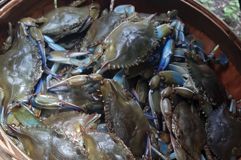 maryland blue crabs