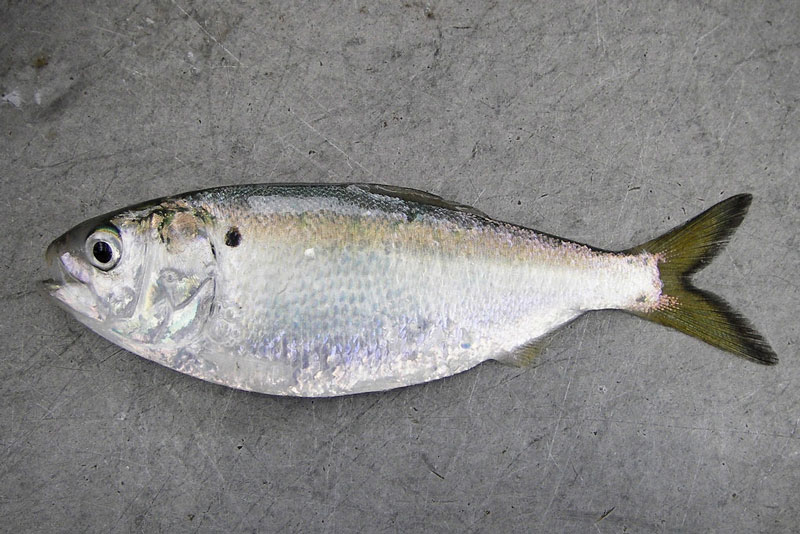 a menhaden fish