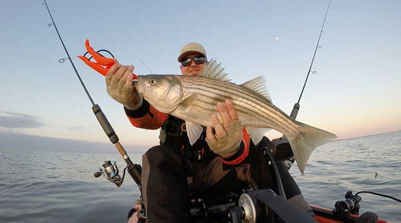 middle bay striper