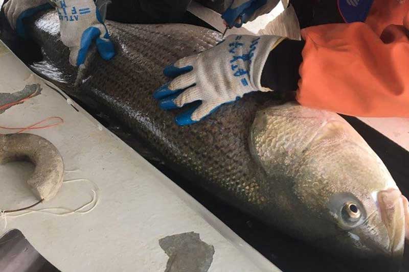 huge striper being tagged