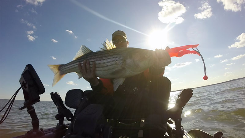 striped bass caught on old town topwater pdl