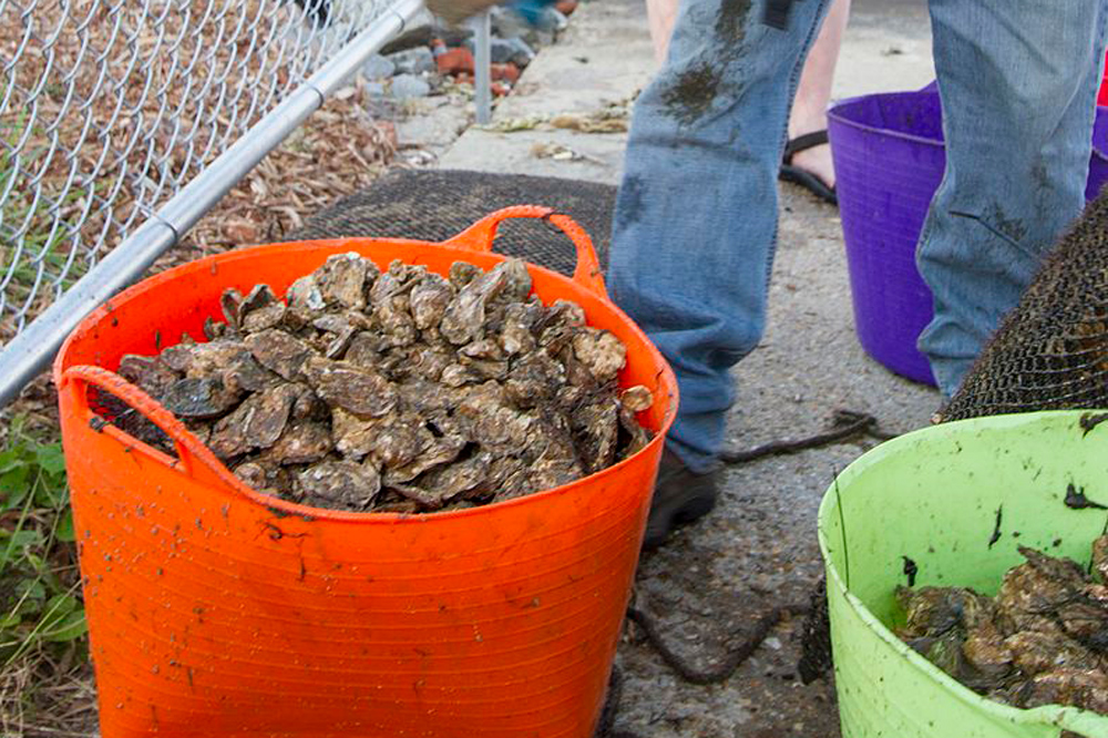 oysters from chesapeake bay