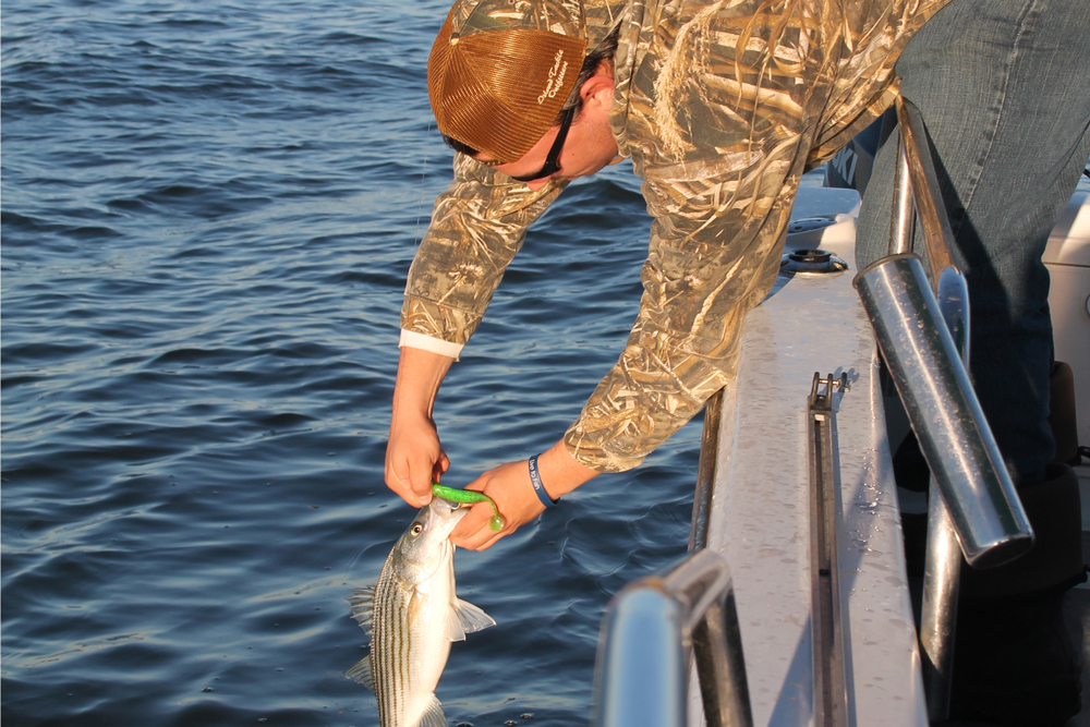 striper on paddle tail