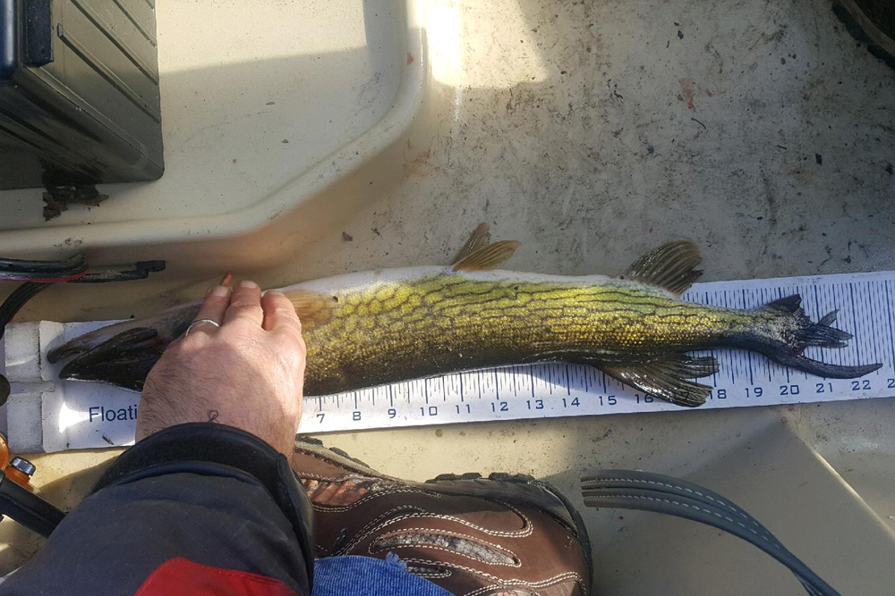 pickerel caught on minnow