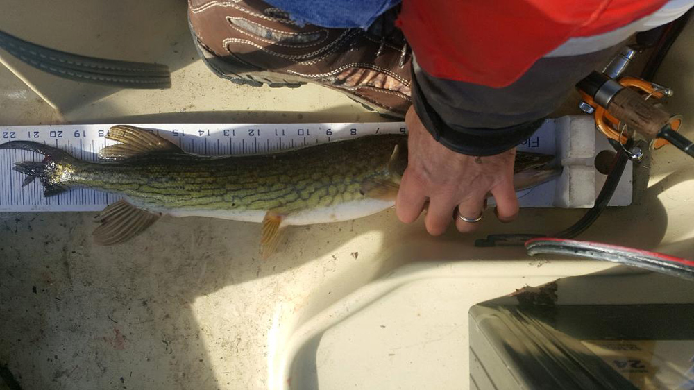 delmarva pickerel fishing