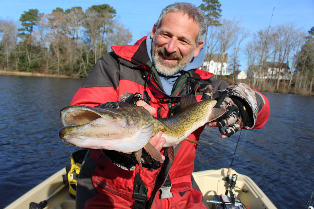 fishing for chain pickerel