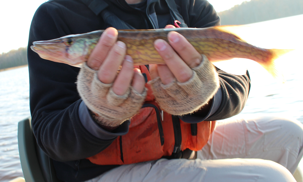 fishing for pickerel