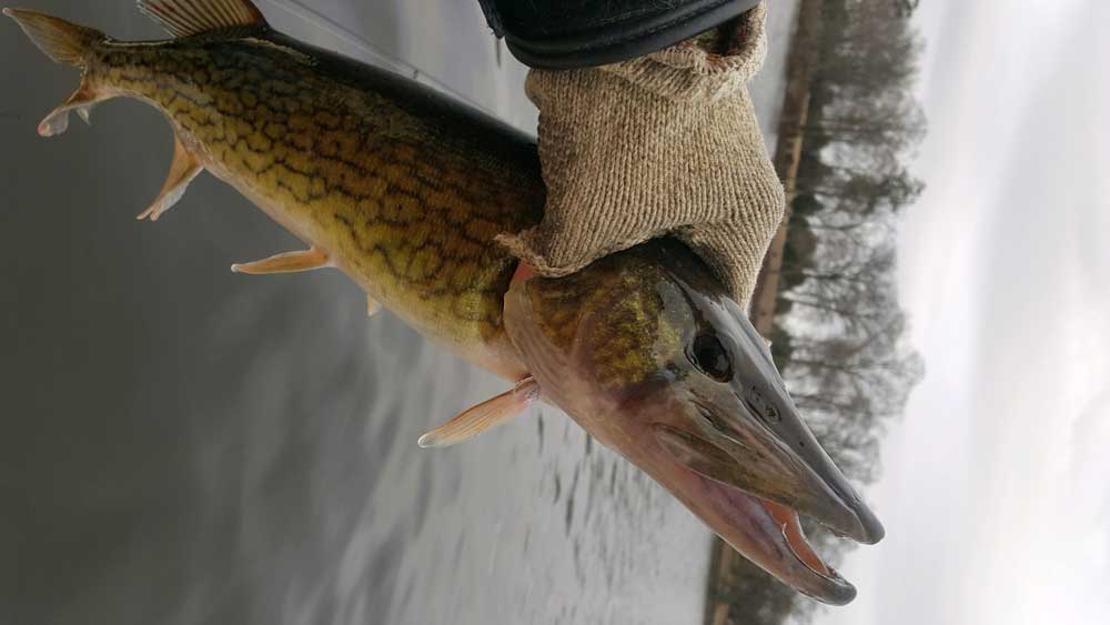 pickerel fish