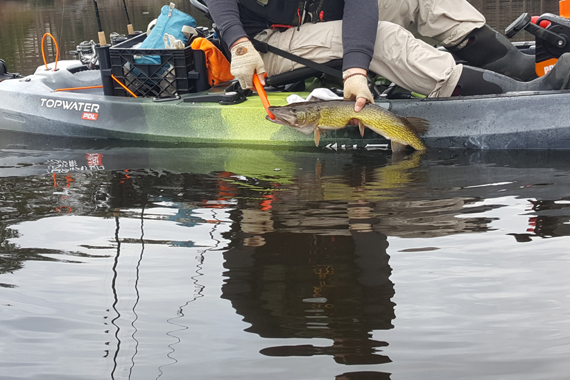 pike on minnow while kayak fishing