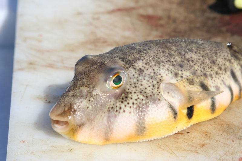 caught a puffer fish