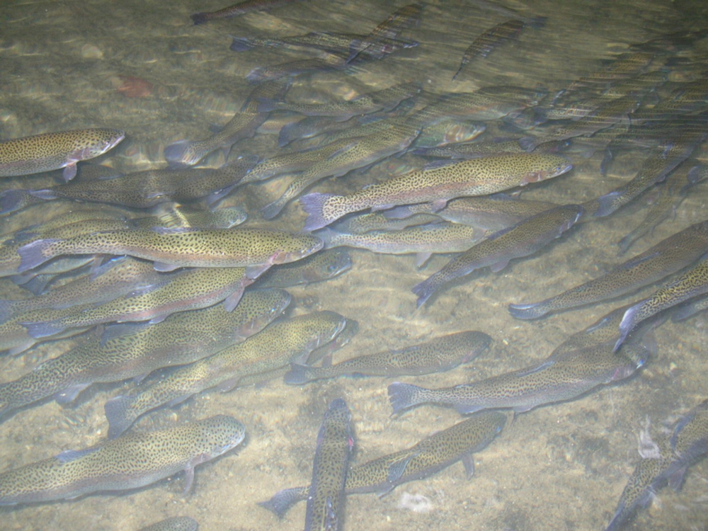 trout in a pool