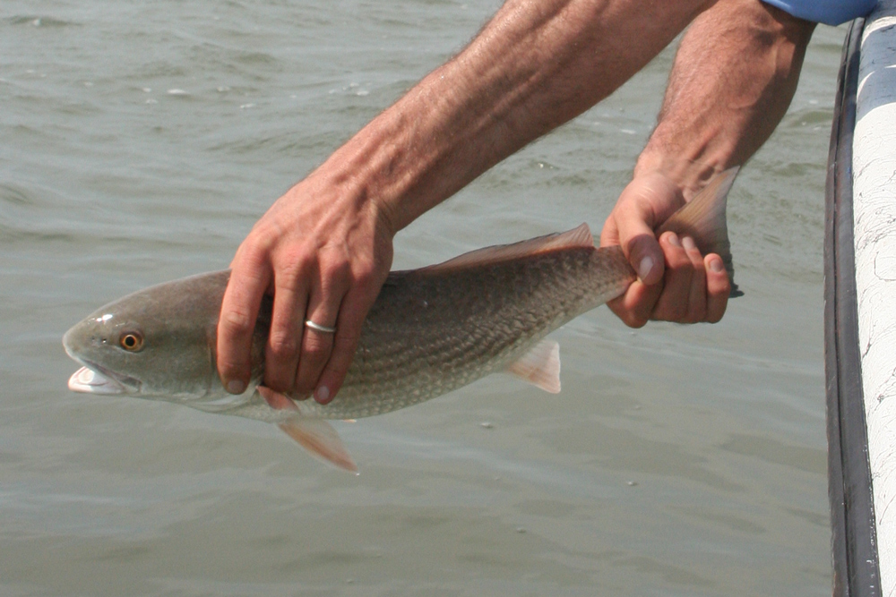 fishing for red drum