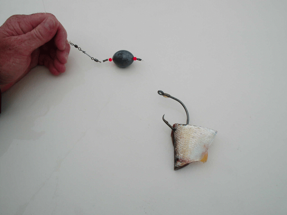 rig for catching red drum