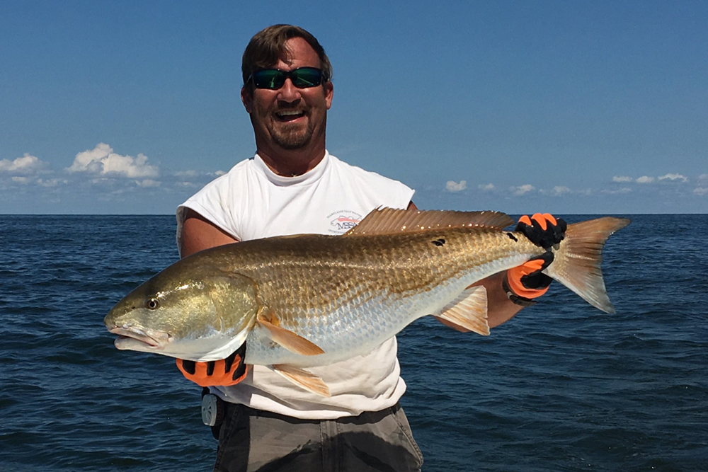 redfish in chesapeake bay