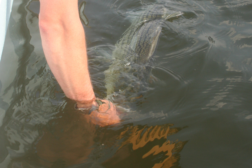 catch and release stripers