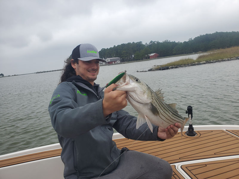 topwater fishing for striped bass