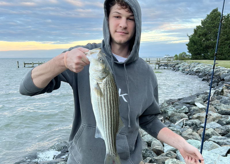 angler caught a striped bass from shore