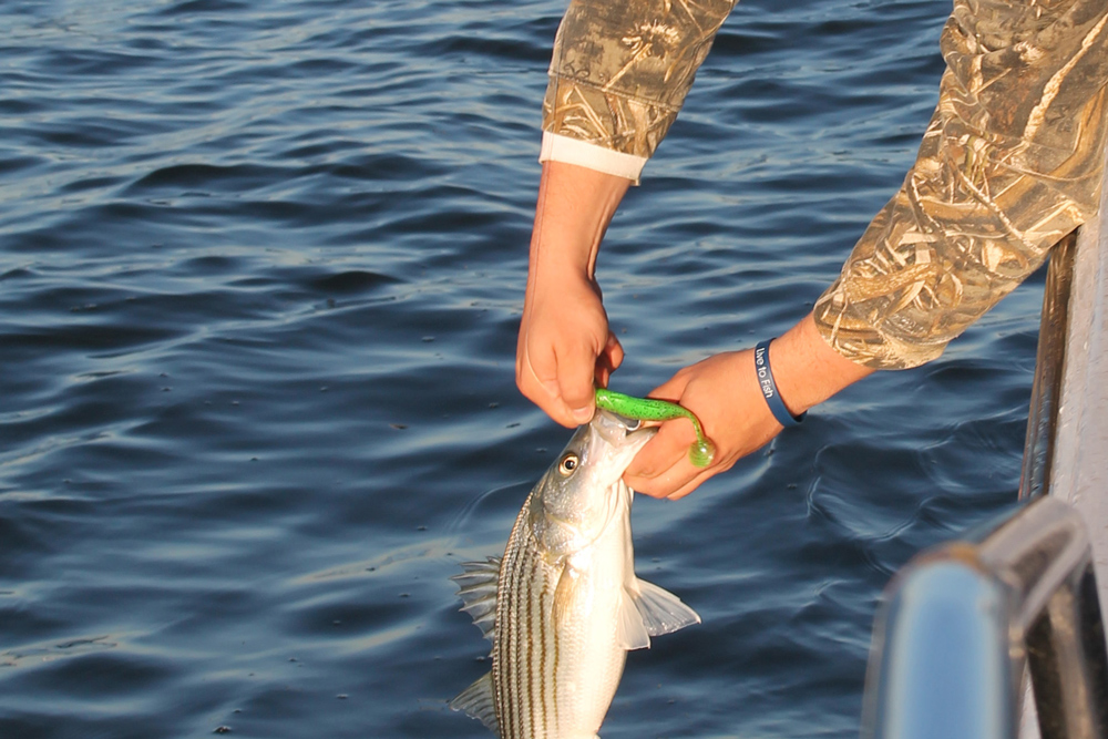 small rockfish