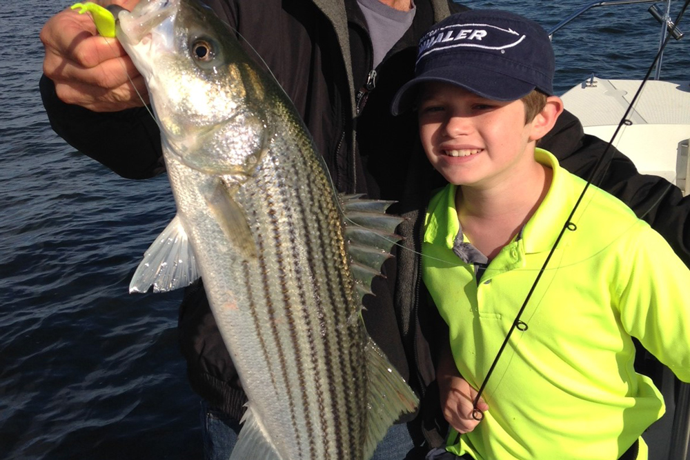 virginia striped bass