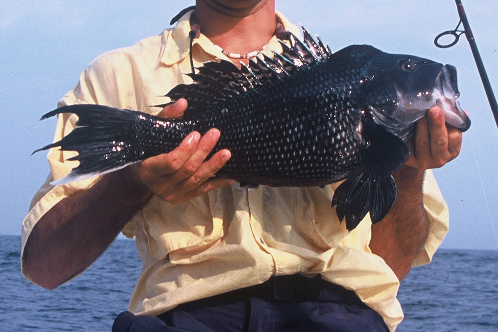 black sea bass