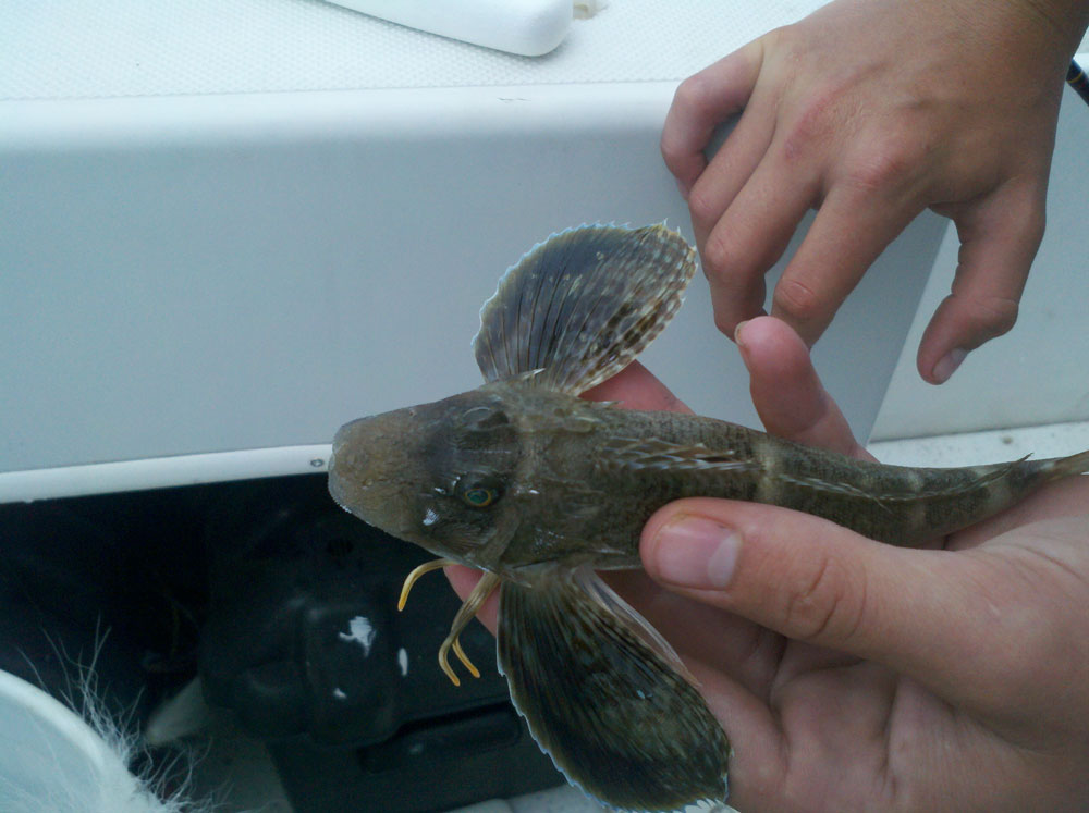 sea robin