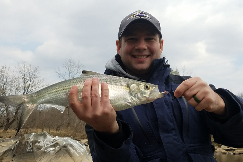 shad fishing