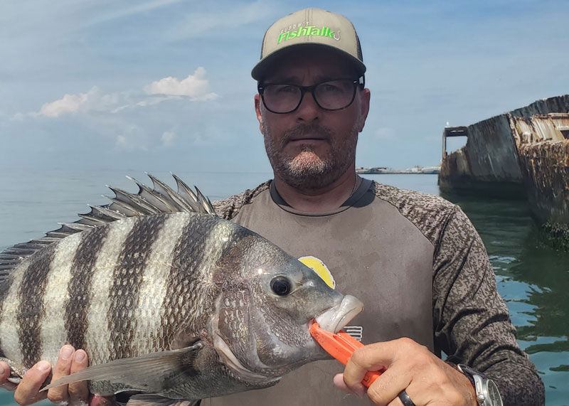 sheepshead at kiptopeke concrete ships