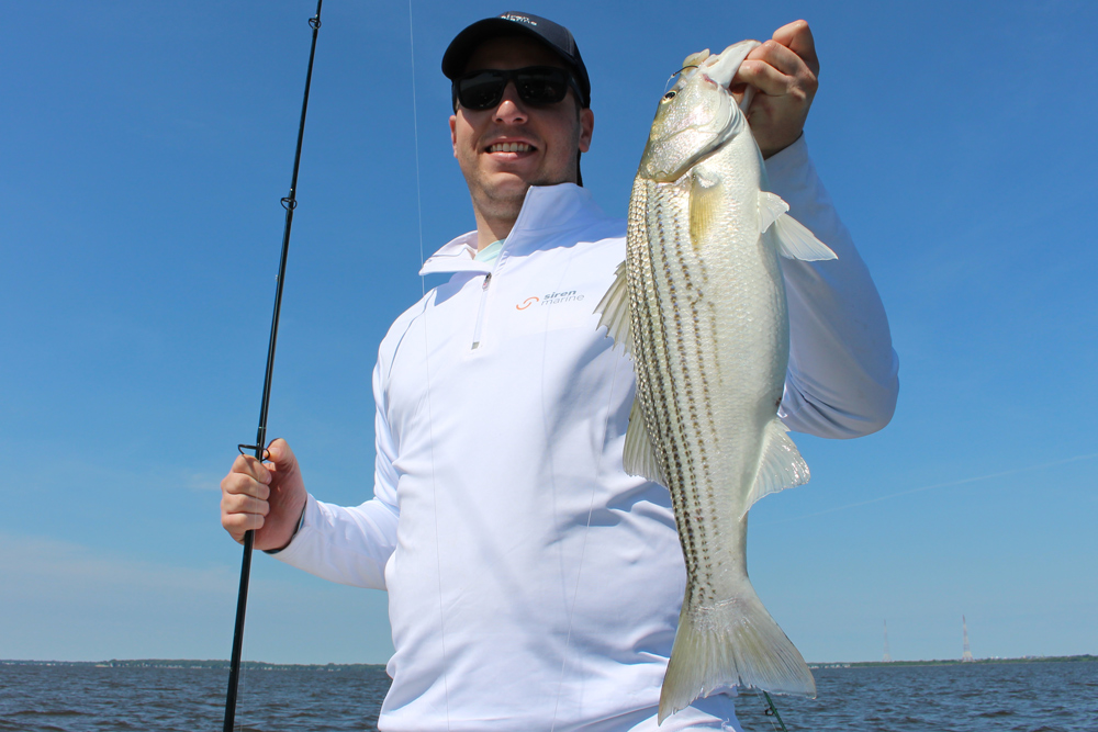 Siren Marine rep catches a striper