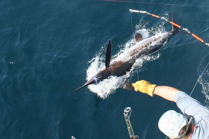 marlin caught on skirted ballyhoo