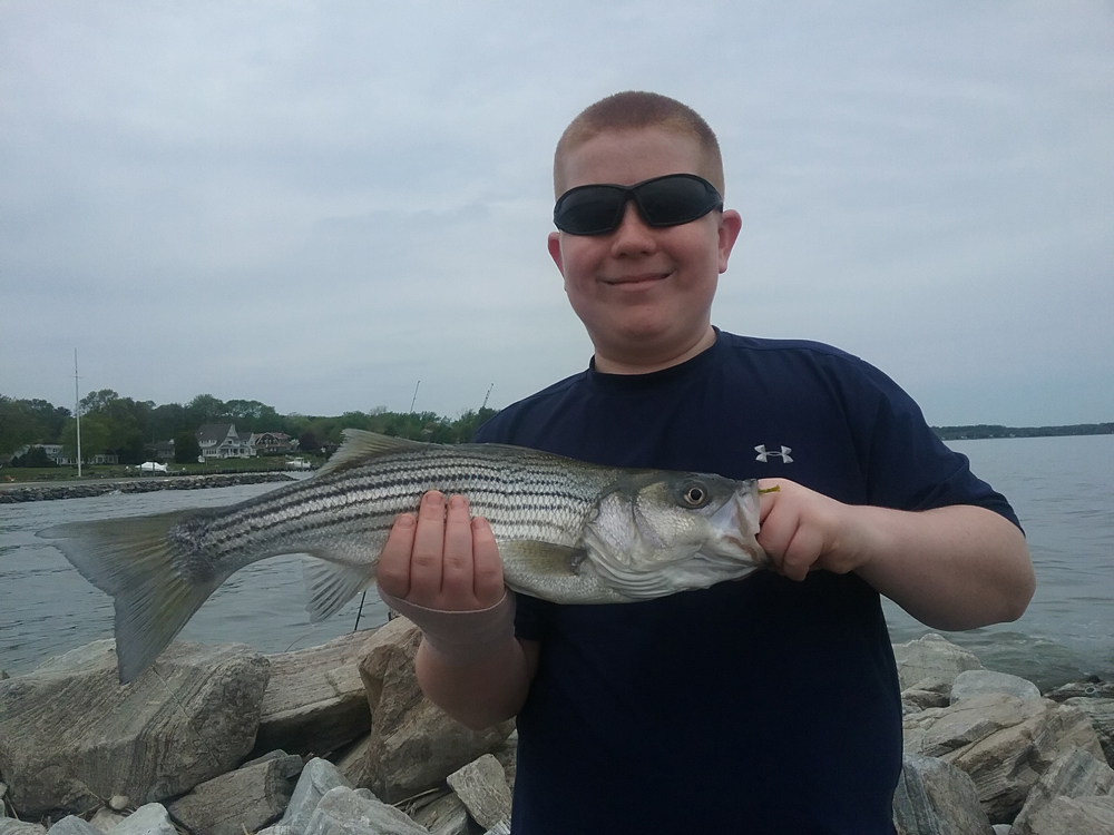 small striped bass