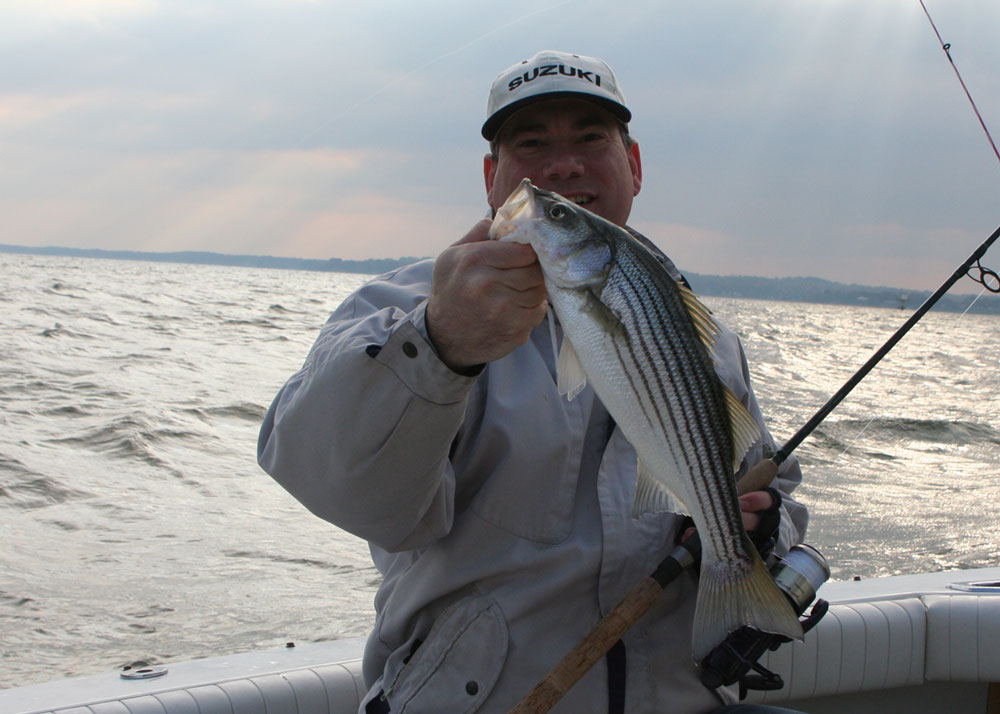 small striper tangier sound