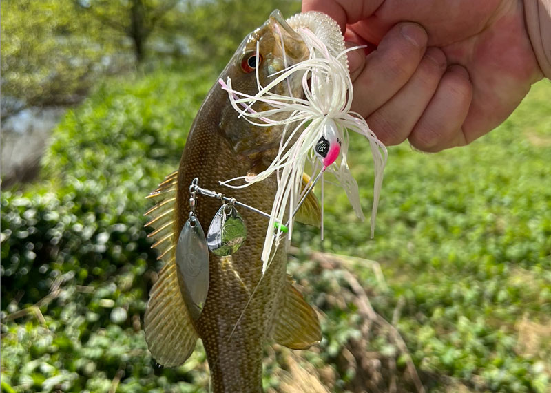 spinnerbait lure a bass hit