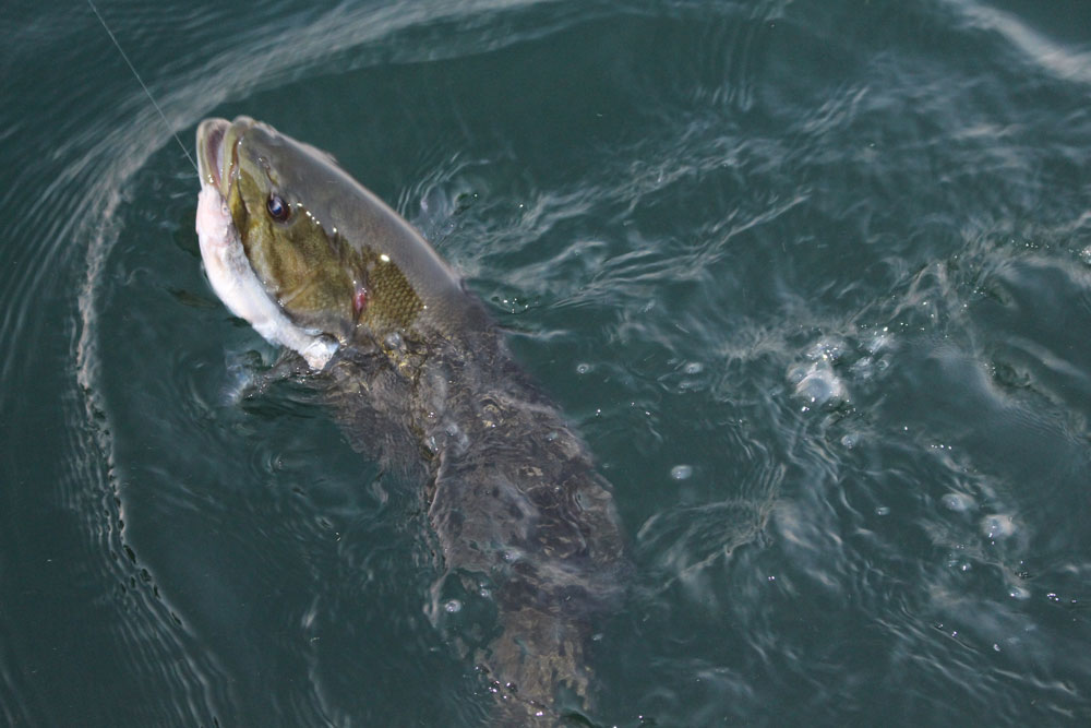 smallmouth bass fishing with minnow