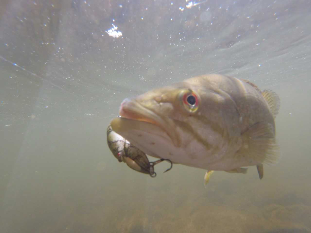 small mouth bass lure