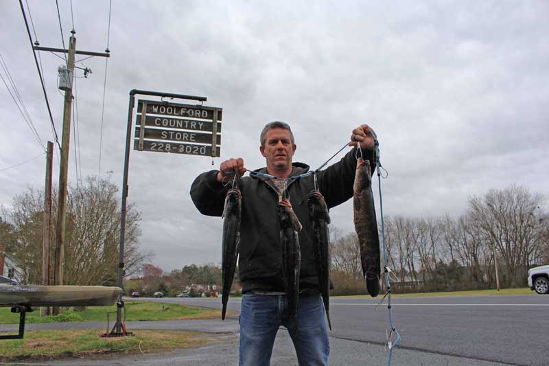 caught some snakeheads