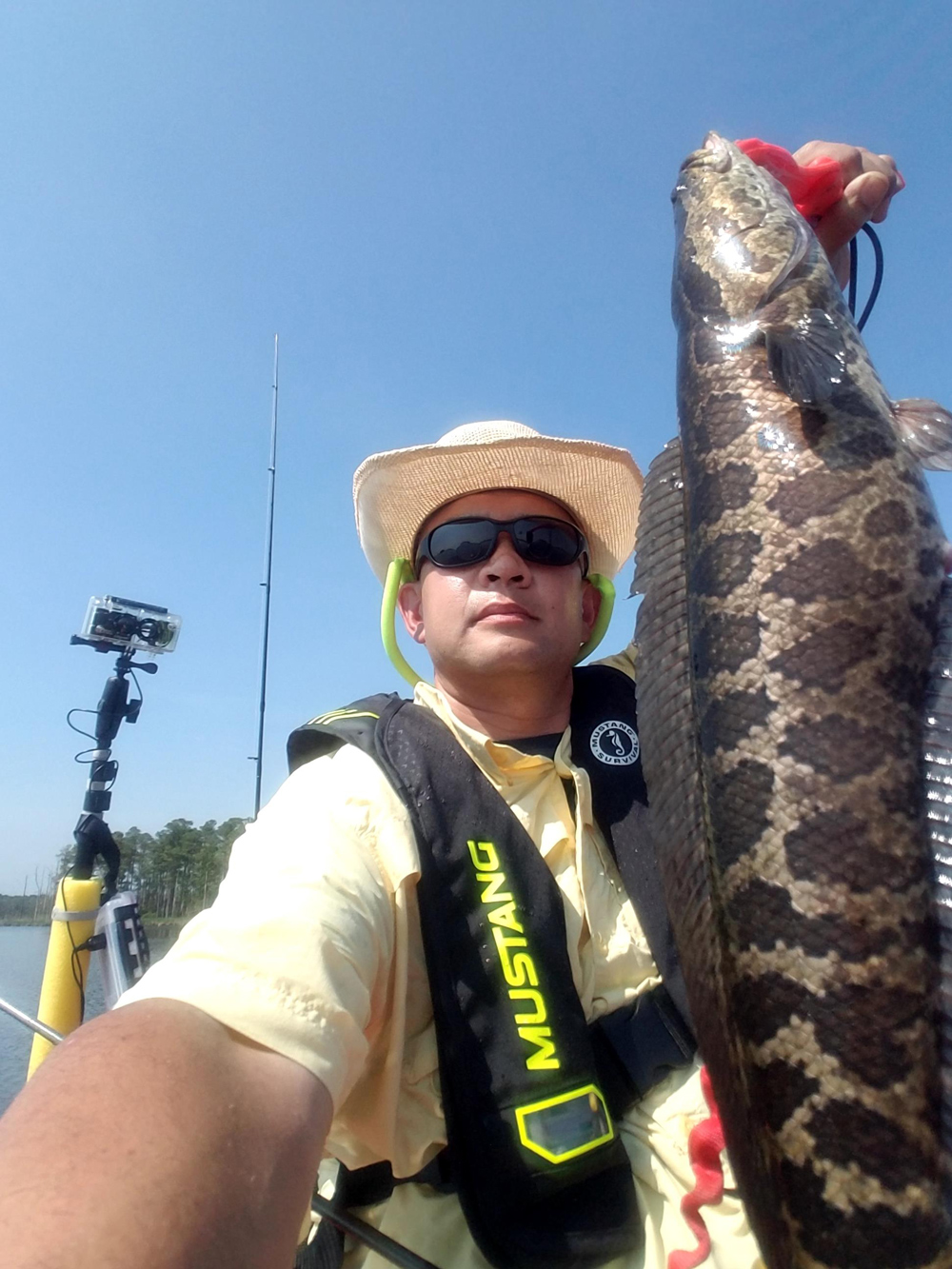 catching snakeheads