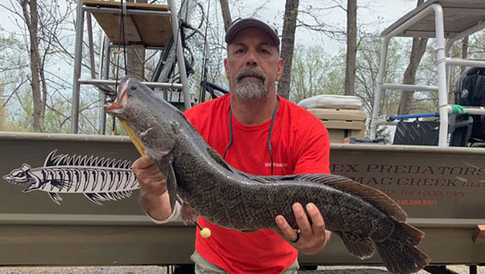 snakehead fishing guide from apex predators potomac creek