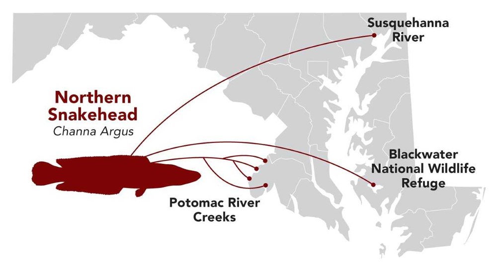 hotspots for snakehead fishing