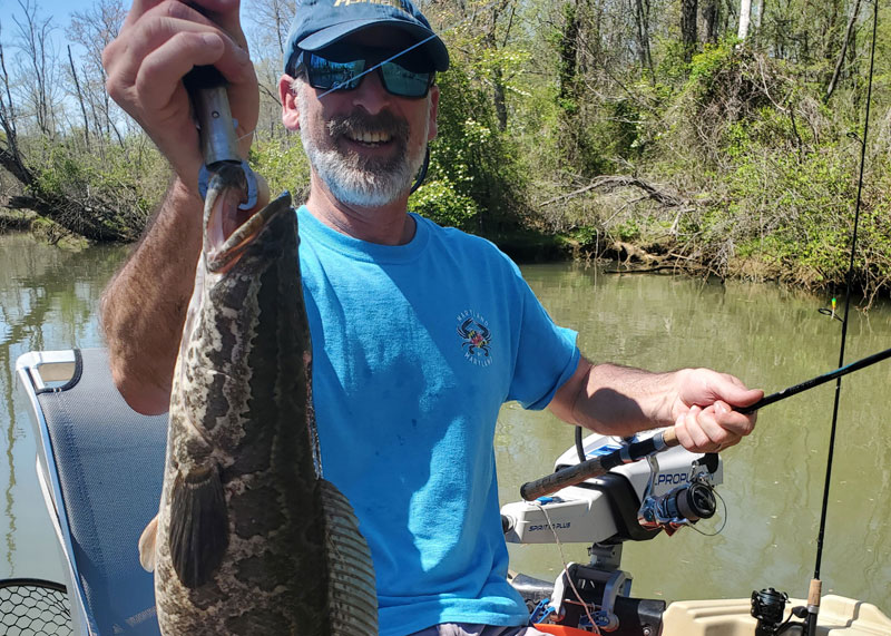angler caught a may snakehead