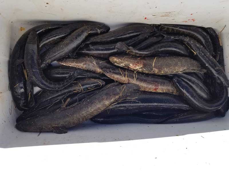 snakehead fish