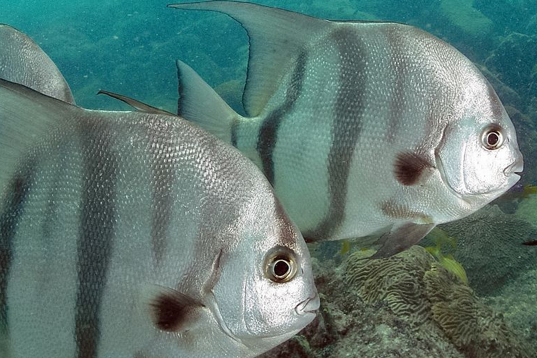 spadefish