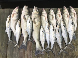 spanish mackerel