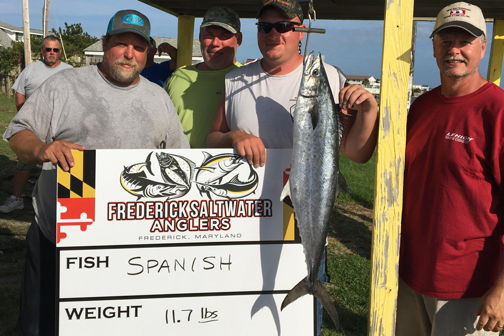 giant spanish mackerel